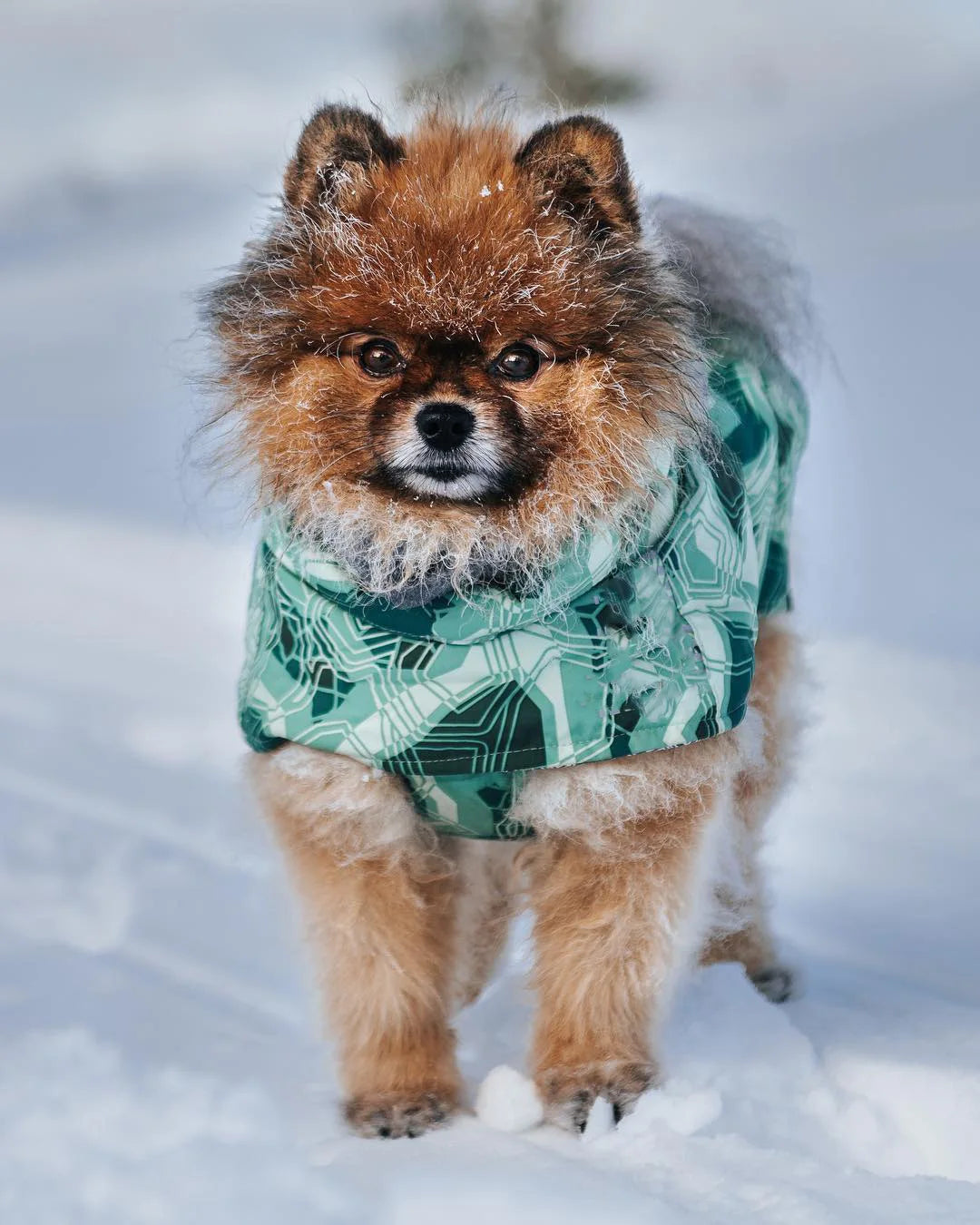 Winter Pet Dog Clothes for Large Dogs Warm Waterproof Dog Clothing Coat Thicker Cotton Padded Dog Jacket Pitbull French Bulldog