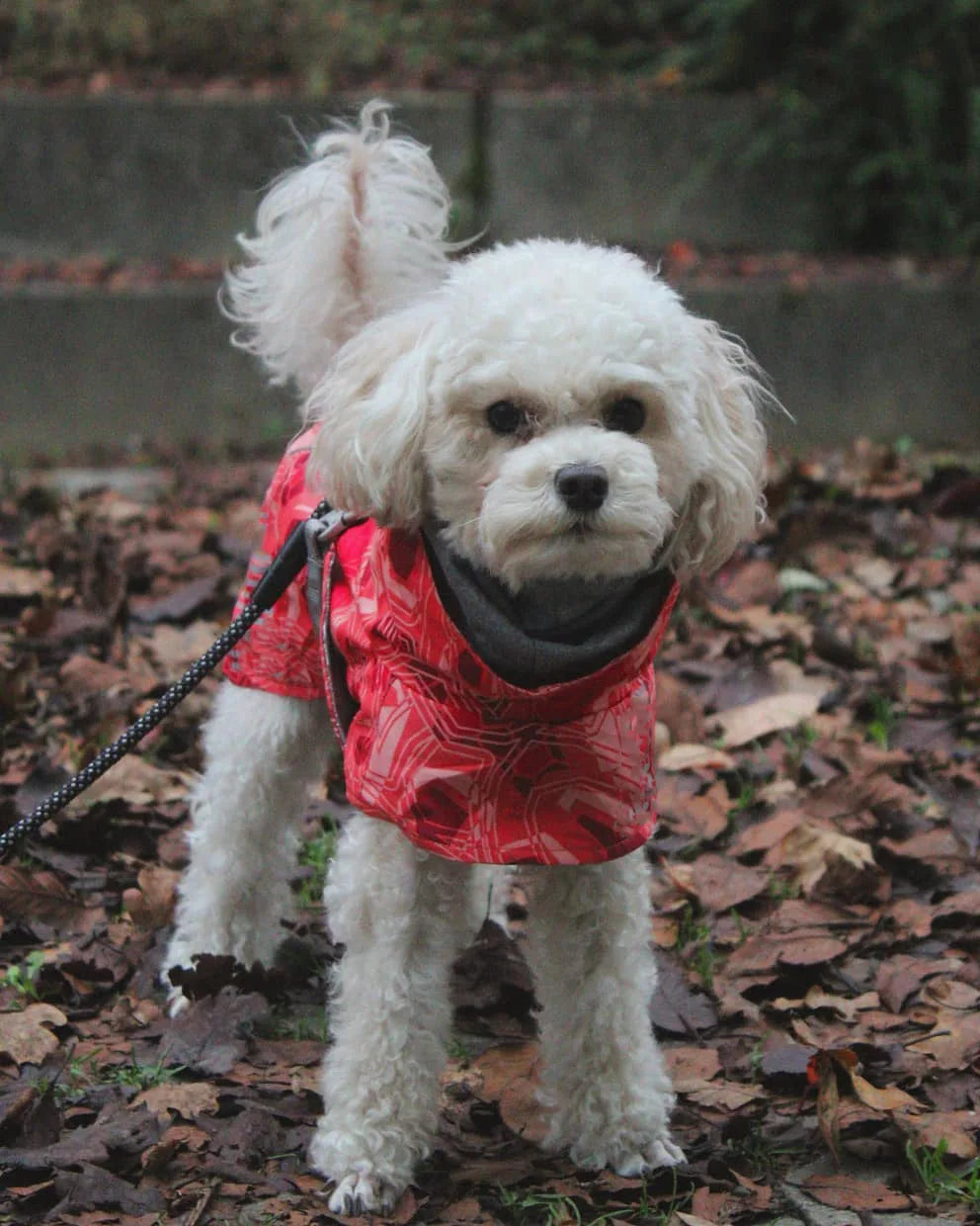 Winter Pet Dog Clothes for Large Dogs Warm Waterproof Dog Clothing Coat Thicker Cotton Padded Dog Jacket Pitbull French Bulldog