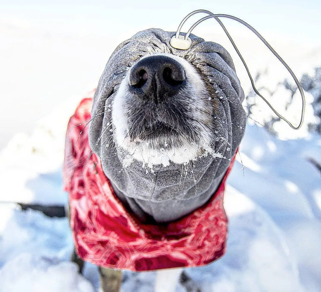 Winter Pet Dog Clothes for Large Dogs Warm Waterproof Dog Clothing Coat Thicker Cotton Padded Dog Jacket Pitbull French Bulldog