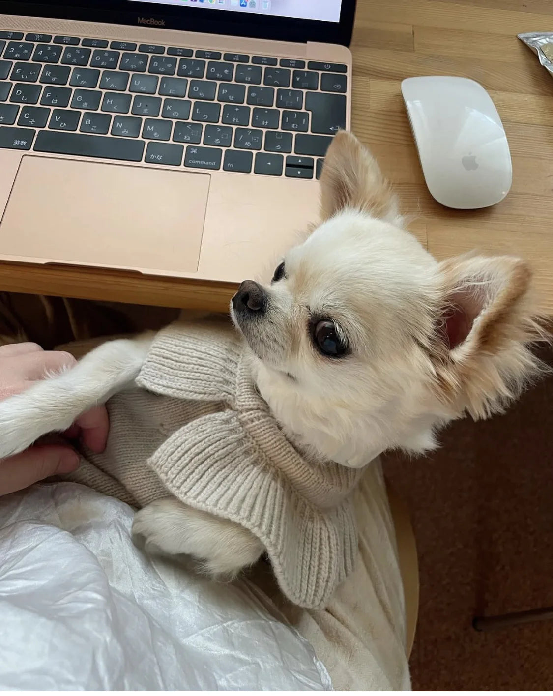 Luxury Pet Dog Cashmere Lotus Collar Knit Soft Wool Undercoat Cat Sweater Dog Clothes for Small Dogs Dog Winter Clothes Sweater