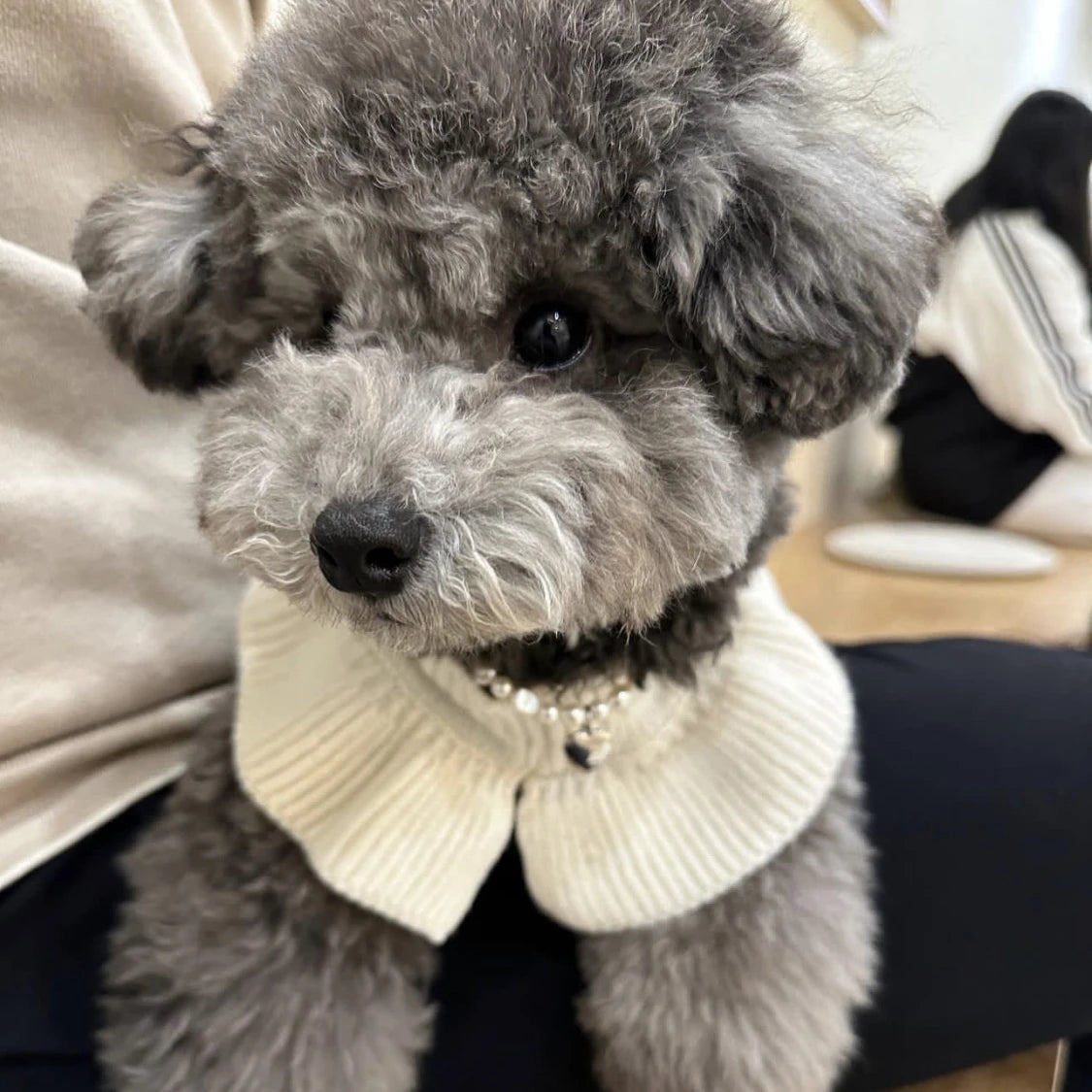 Luxury Pet Dog Cashmere Lotus Collar Knit Soft Wool Undercoat Cat Sweater Dog Clothes for Small Dogs Dog Winter Clothes Sweater