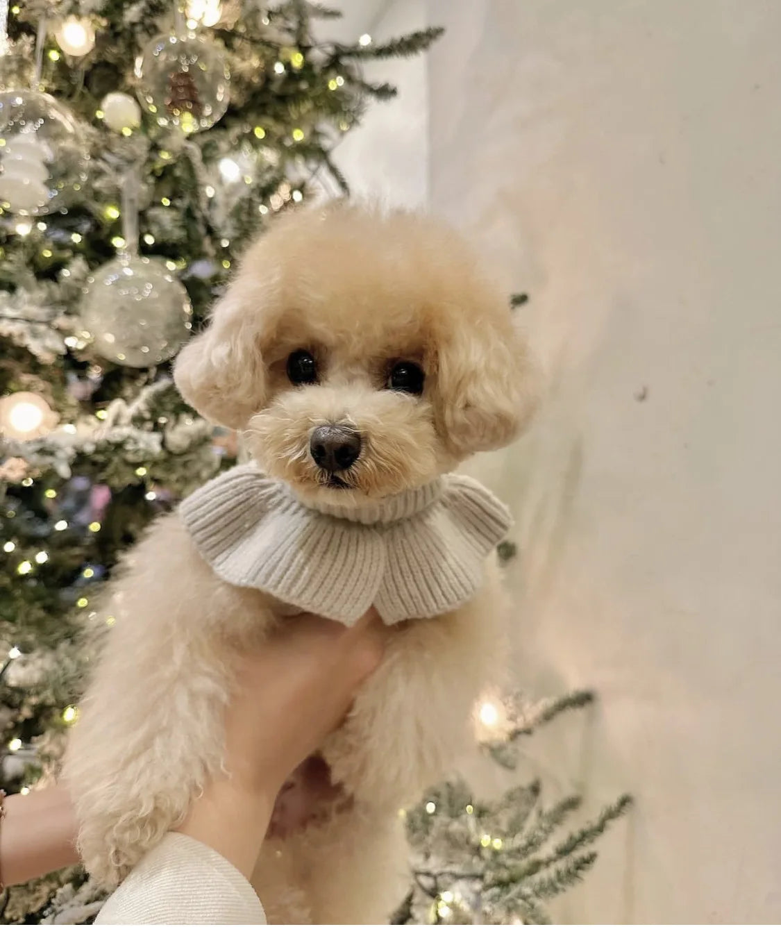 Luxury Pet Dog Cashmere Lotus Collar Knit Soft Wool Undercoat Cat Sweater Dog Clothes for Small Dogs Dog Winter Clothes Sweater