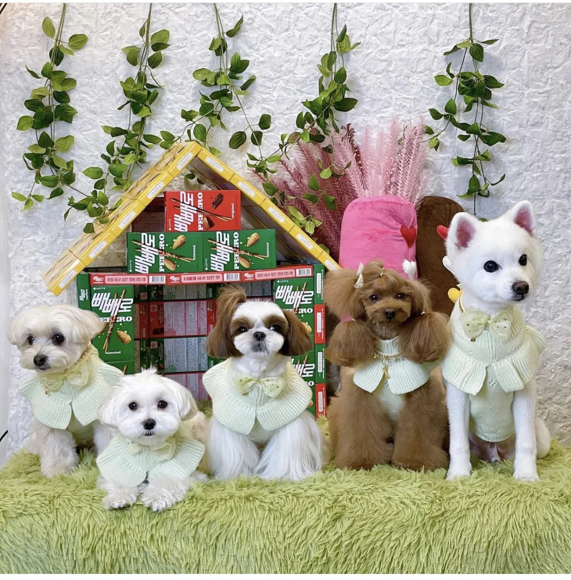 Luxury Pet Dog Cashmere Lotus Collar Knit Soft Wool Undercoat Cat Sweater Dog Clothes for Small Dogs Dog Winter Clothes Sweater