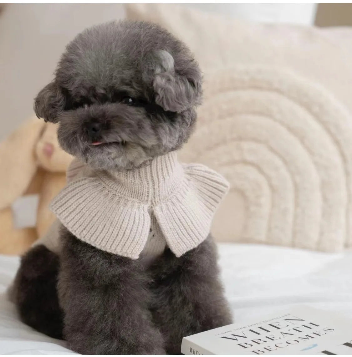 Luxury Pet Dog Cashmere Lotus Collar Knit Soft Wool Undercoat Cat Sweater Dog Clothes for Small Dogs Dog Winter Clothes Sweater